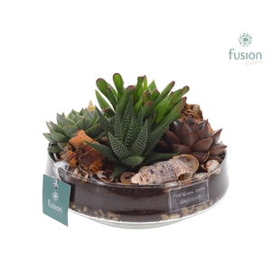 Green Bottle Iris Medium Maritiem met Succulenten