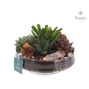 Green Bottle Iris Medium Maritiem met Succulenten