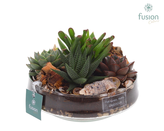 <h4>Green Bottle Iris Medium Maritiem met Succulenten</h4>