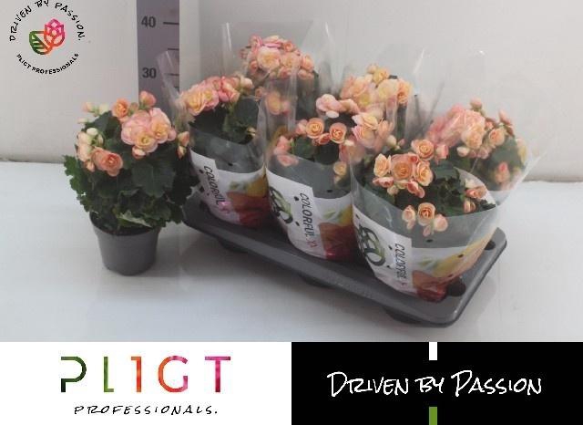 arr8 Beg Du Hailey Sunset