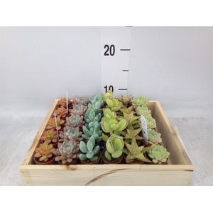 Succulents   ...
