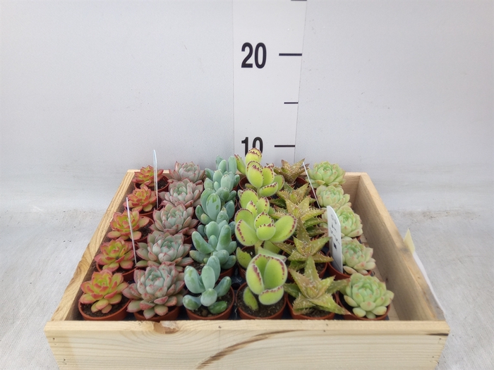 <h4>Succulents   ...</h4>