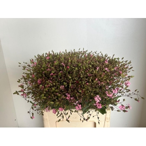 SAPONARIA BS OV ROZE