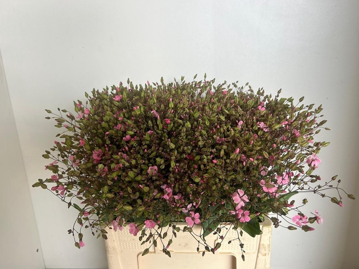 <h4>SAPONARIA BS OV ROZE</h4>