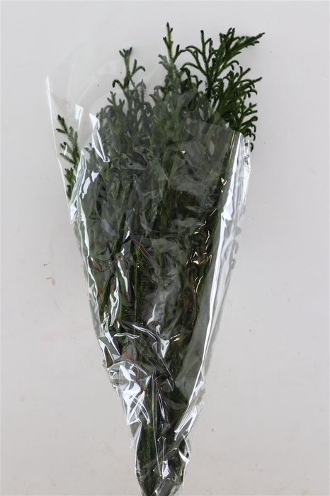 <h4>Pres Licopodium Long Green Bunch</h4>