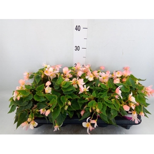 Begonia boliv. 'Angel Pink'