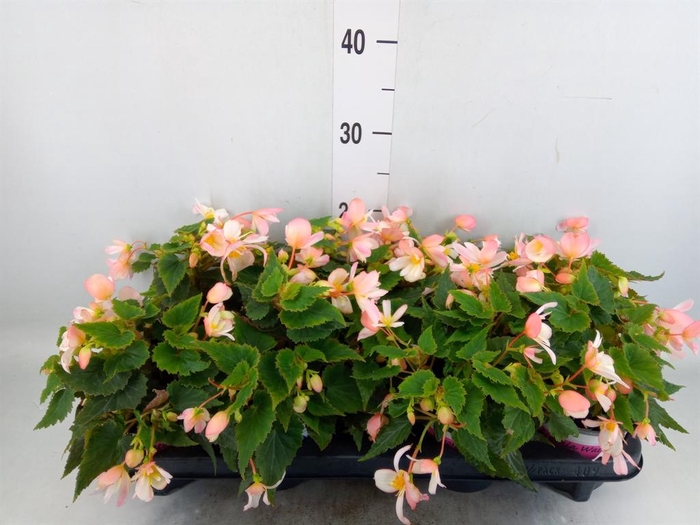 <h4>Begonia boliv. 'Angel Pink'</h4>