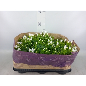 Campanula porten. 'Royal'