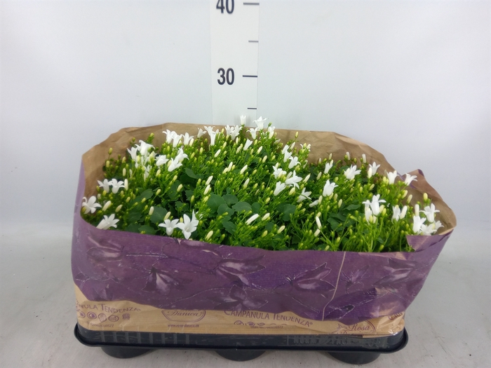 <h4>Campanula porten. 'Royal'</h4>