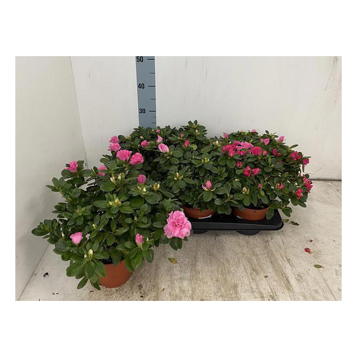 <h4>RHODO SI VOGEL GEM</h4>