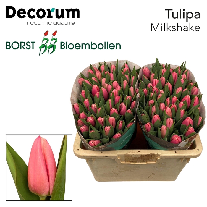 <h4>TU EN MILKSHAKE</h4>