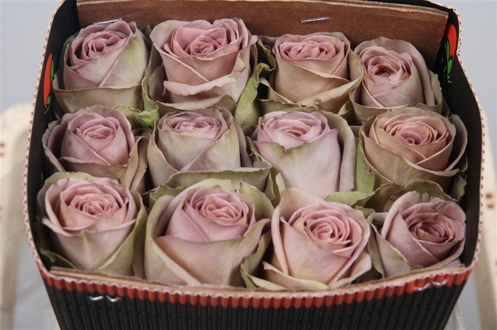 <h4>R Gr Amnesia Ec</h4>