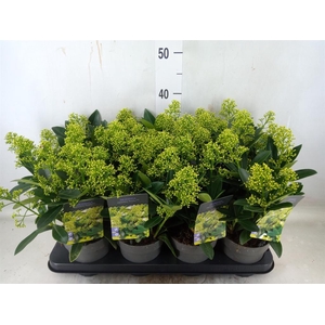 Skimmia jap. 'Finchy'