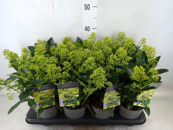 Skimmia jap. 'Finchy'