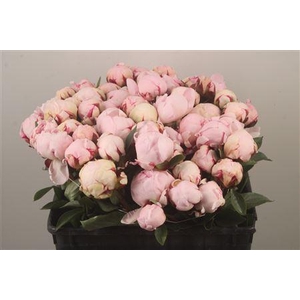 Paeo L Reine Hortens Ex