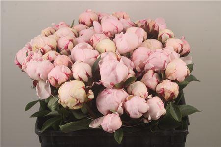 <h4>Paeo L Reine Hortens Ex</h4>