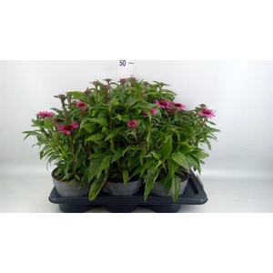 Echinacea   ...