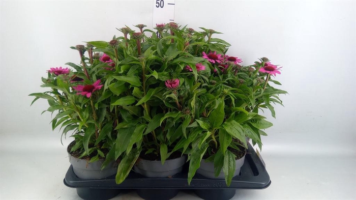 <h4>Echinacea   ...</h4>