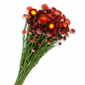 Dried Helichrysum Orange