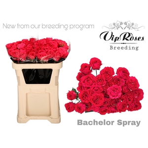 R Tr Bachelor