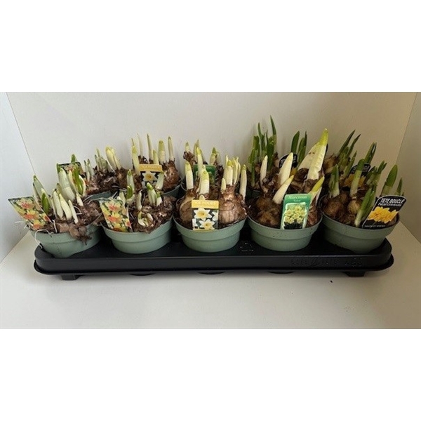 <h4>12 cm Narcis gemengd 4 soorten</h4>