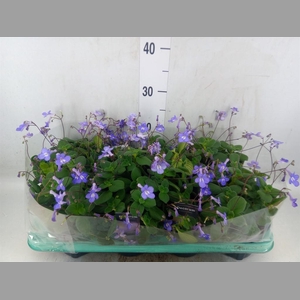 Streptocarpus saxorum