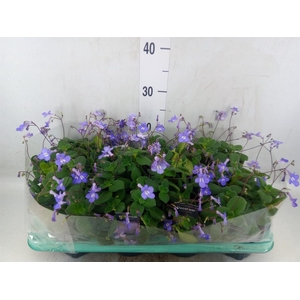 Streptocarpus saxorum
