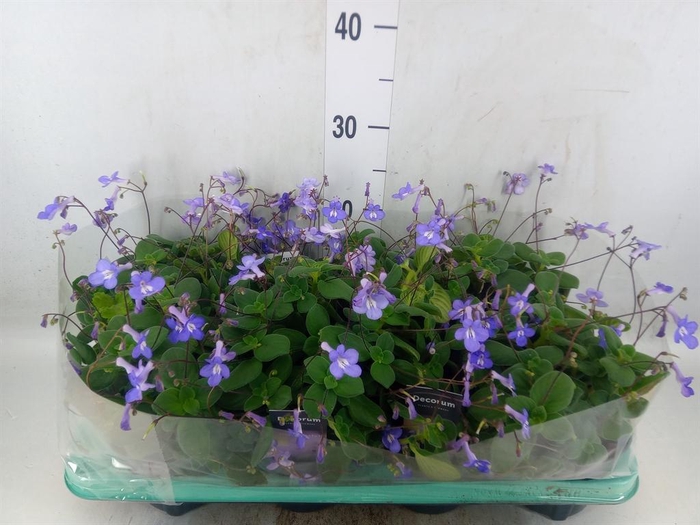 <h4>Streptocarpus saxorum</h4>