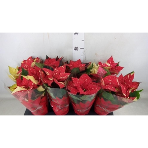 Euphorbia pulc. 'Superba New Glitt'