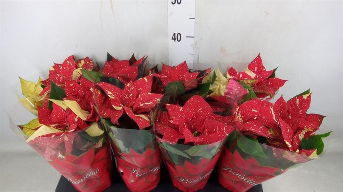 <h4>Euphorbia pulc. 'Superba New Glitt'</h4>