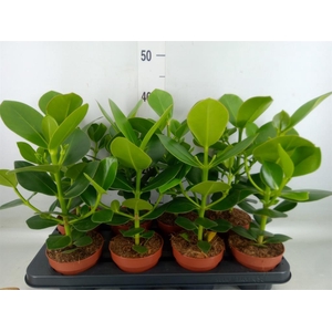 Clusia rosea 'Princess'