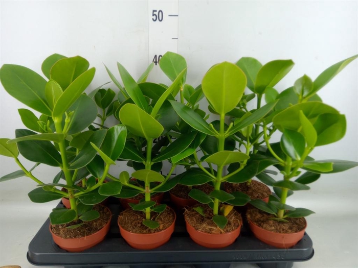 <h4>Clusia rosea 'Princess'</h4>