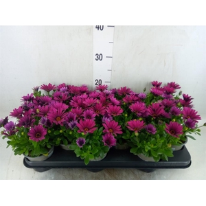 Osteospermum  'Senorita Tanja'