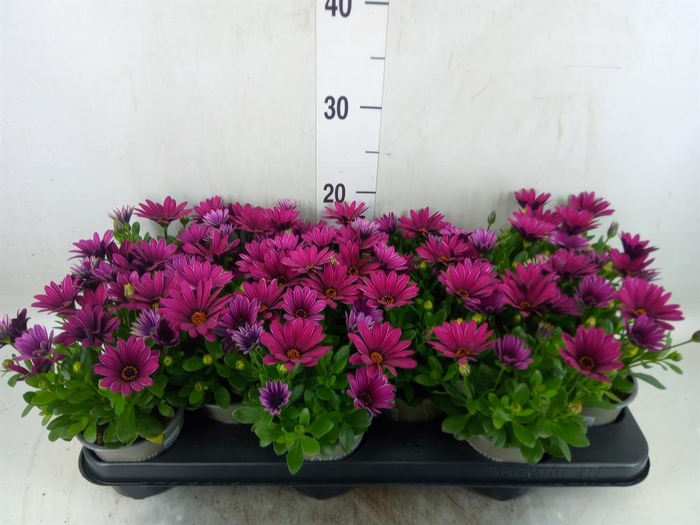 <h4>Osteospermum  'Senorita Tanja'</h4>
