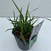 Carex morrowii Ice Dance