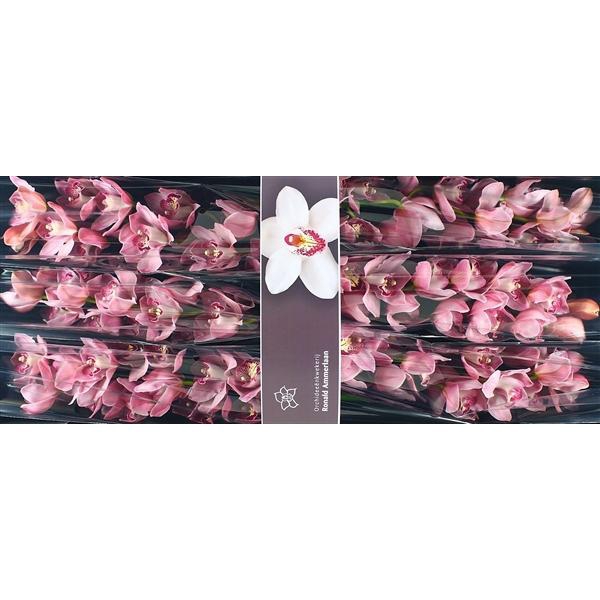 <h4>Cymb Tak Kady x 6</h4>