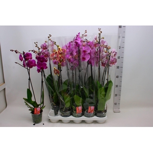 PHAL GEM