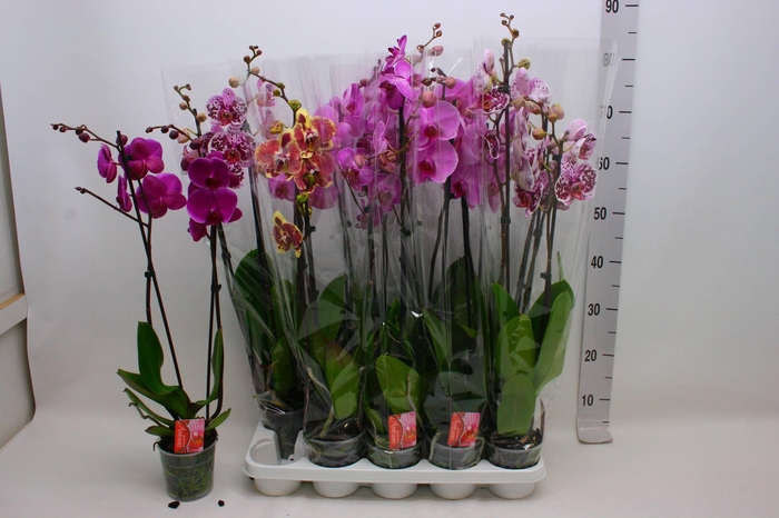 <h4>PHAL GEM</h4>
