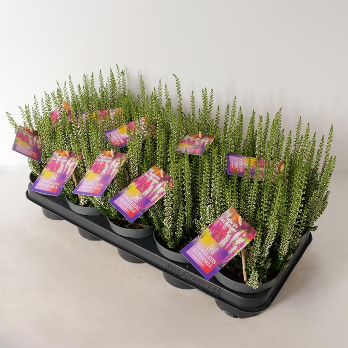 <h4>Calluna vulgaris 'Beauty Ladies' Endless Euphoria P12</h4>
