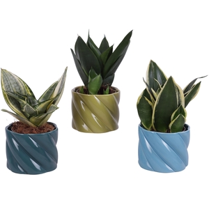 Sansevieria Compacta mix Ø09cm in Ø11cm Ceramic FB674