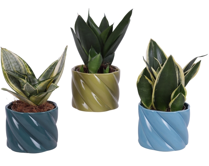 <h4>Sansevieria Compacta mix Ø09cm in Ø11cm Ceramic FB674</h4>