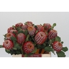 Banksia Coccinea