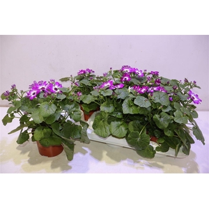 arr8 Peri C Man P Rose Ch