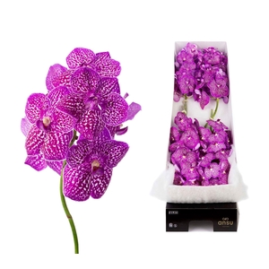 Vanda  'Sunanda Lipstick'