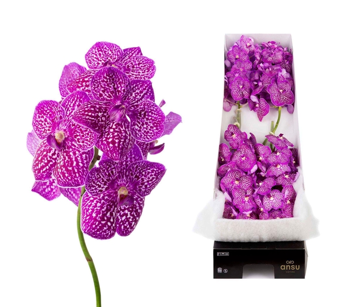 <h4>Vanda 'Sunanda Lipstick'</h4>