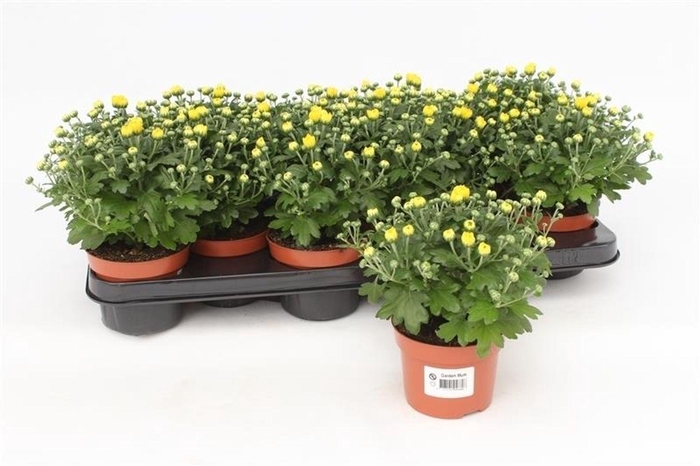 <h4>Chrysanthemum Braque Sunny</h4>
