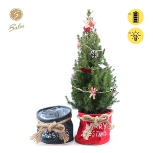 Picea gl. 'December'® P19 in Bag X-mas Duo + Winterlight-Ski + Star on Loop