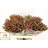 Hypericum Magical Cherry Brown