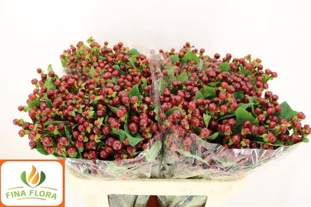 <h4>Hypericum Magical Cherry Brown</h4>