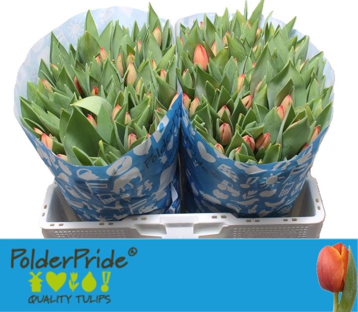 <h4>TU EN AD REM</h4>